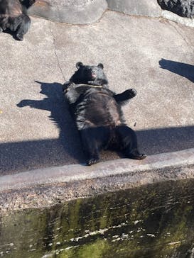 奥飛騨クマ牧場に投稿された画像（2022/11/6）