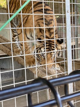 しろとり動物園に投稿された画像（2022/11/6）