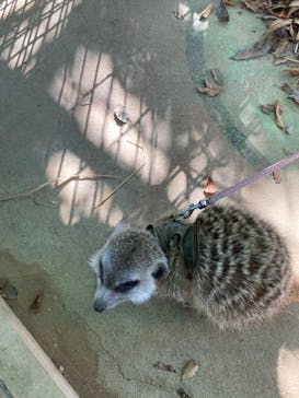 しろとり動物園に投稿された画像（2022/11/6）