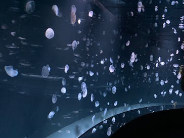 サンシャイン水族館に投稿された画像（2022/11/6）