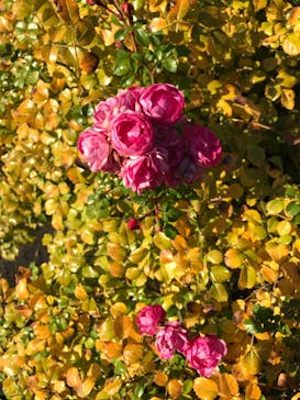 京成バラ園に投稿された画像（2022/11/6）