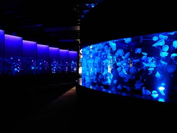 京都水族館に投稿された画像（2022/11/6）