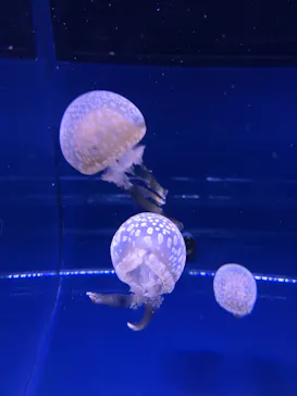 すみだ水族館に投稿された画像（2022/11/6）
