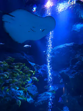 すみだ水族館に投稿された画像（2022/11/6）