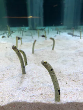 すみだ水族館に投稿された画像（2022/11/6）