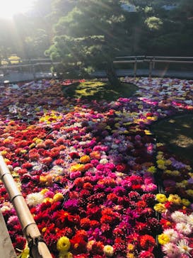 日本庭園　由志園に投稿された画像（2022/11/6）