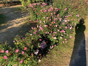 京成バラ園に投稿された画像（2022/11/6）