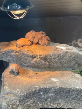 神戸どうぶつ王国に投稿された画像（2022/11/6）