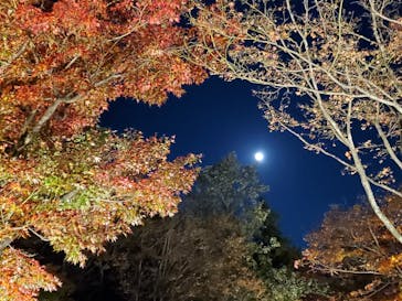 国営昭和記念公園 秋の夜散歩に投稿された画像（2022/11/6）