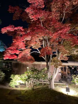 国営昭和記念公園 秋の夜散歩に投稿された画像（2022/11/6）