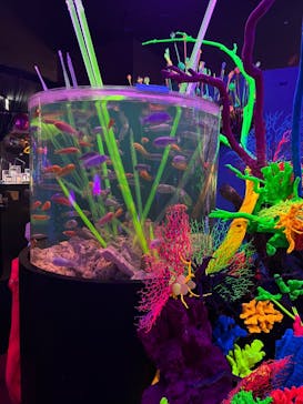 UWSアクアリウム　UNDER WATER SPACEに投稿された画像（2022/11/6）