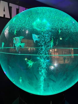 UWSアクアリウム　UNDER WATER SPACEに投稿された画像（2022/11/6）