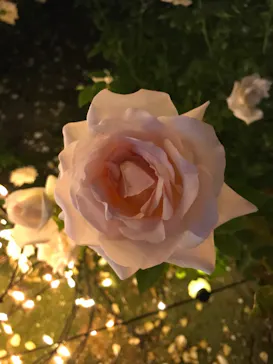 ひらかたパークに投稿された画像（2022/11/6）