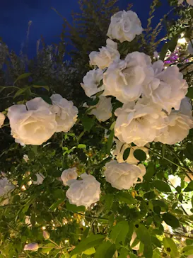 ひらかたパークに投稿された画像（2022/11/6）