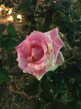 ひらかたパークに投稿された画像（2022/11/6）