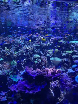 名古屋港水族館に投稿された画像（2022/11/6）