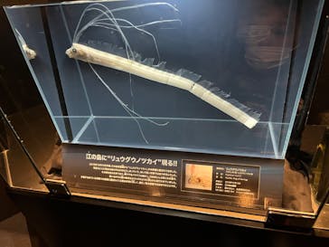 新江ノ島水族館に投稿された画像（2022/11/6）