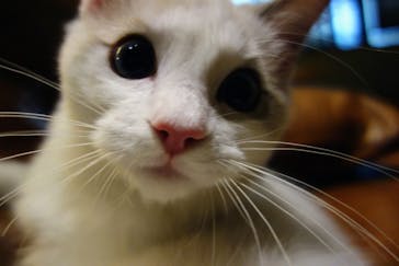 猫カフェモカ　新宿店に投稿された画像（2022/11/6）