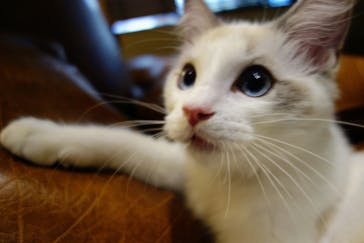 猫カフェモカ　新宿店に投稿された画像（2022/11/6）