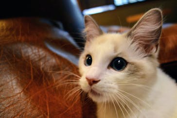 猫カフェモカ　新宿店に投稿された画像（2022/11/6）