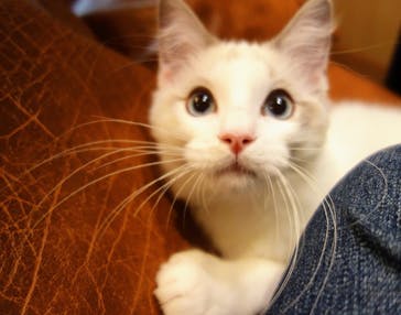 猫カフェモカ　新宿店に投稿された画像（2022/11/6）