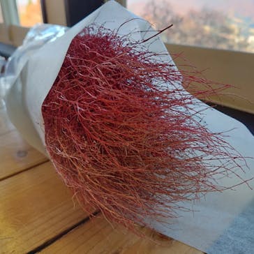 湯沢高原スキー場/パノラマパークに投稿された画像（2022/11/6）