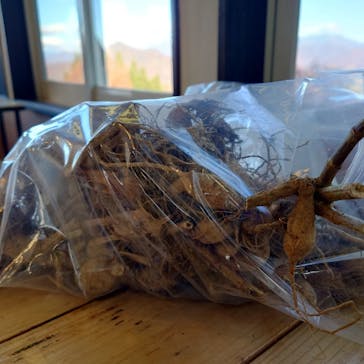 湯沢高原スキー場/パノラマパークに投稿された画像（2022/11/6）