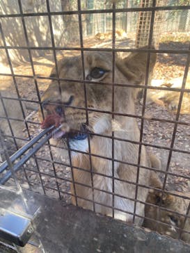 群馬サファリパークに投稿された画像（2022/11/6）