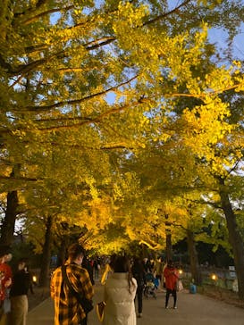 国営昭和記念公園 秋の夜散歩に投稿された画像（2022/11/6）