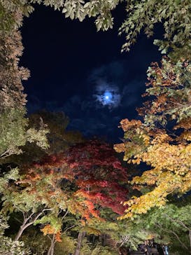 国営昭和記念公園 秋の夜散歩に投稿された画像（2022/11/6）