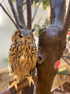 Moff アニマル カフェ イーアス 高尾店に投稿された画像（2022/11/6）