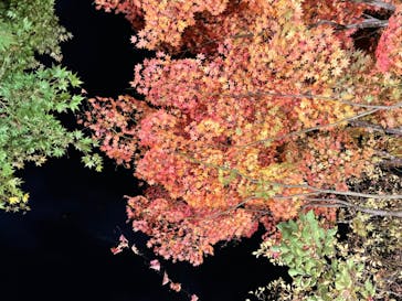 国営昭和記念公園 秋の夜散歩に投稿された画像（2022/11/6）