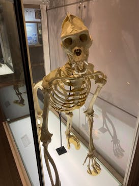 国立科学博物館に投稿された画像（2022/11/6）