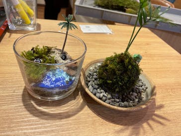 伊勢夫婦岩めおと横丁　めおと岩アクティビティに投稿された画像（2022/11/6）