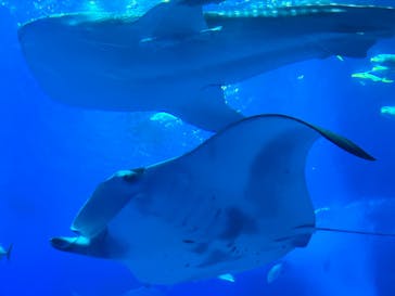 沖縄美ら海水族館に投稿された画像（2022/11/6）