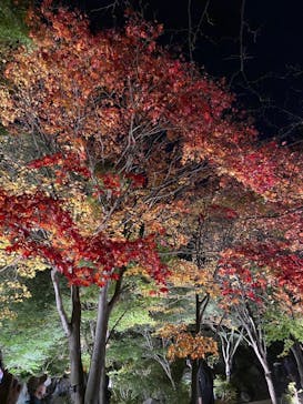 国営昭和記念公園 秋の夜散歩に投稿された画像（2022/11/6）