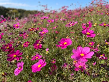 国営ひたち海浜公園プレジャーガーデンに投稿された画像（2022/11/6）