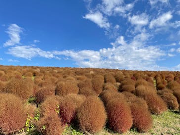 国営ひたち海浜公園プレジャーガーデンに投稿された画像（2022/11/6）