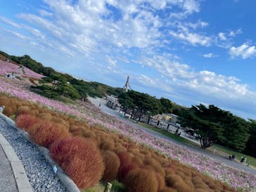 国営ひたち海浜公園プレジャーガーデンに投稿された画像（2022/11/6）