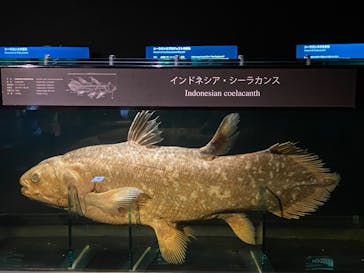 環境水族館アクアマリンふくしまに投稿された画像（2022/11/6）