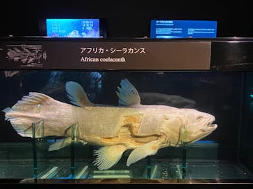 環境水族館アクアマリンふくしまに投稿された画像（2022/11/6）