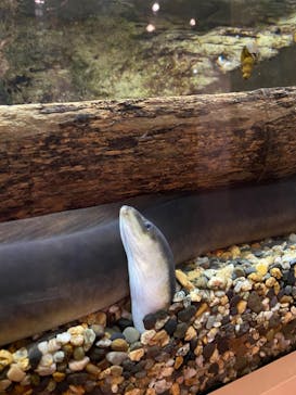 環境水族館アクアマリンふくしまに投稿された画像（2022/11/6）