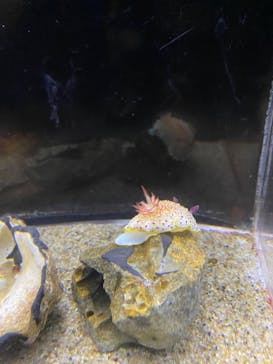 アクアワールド茨城県大洗水族館に投稿された画像（2022/11/6）