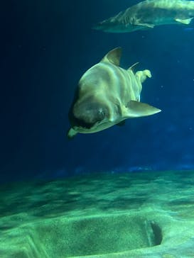 アクアワールド茨城県大洗水族館に投稿された画像（2022/11/6）