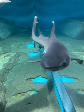 アクアワールド茨城県大洗水族館に投稿された画像（2022/11/6）