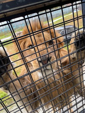 那須サファリパークに投稿された画像（2022/11/6）