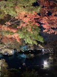 国営昭和記念公園 秋の夜散歩に投稿された画像（2022/11/7）