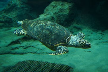 名古屋港水族館に投稿された画像（2022/11/7）