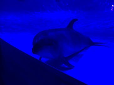 アクアワールド茨城県大洗水族館に投稿された画像（2022/11/7）
