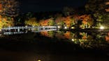 国営昭和記念公園 秋の夜散歩に投稿された画像（2022/11/7）
